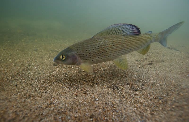 Ouverture de la pêche de l'ombre commun
