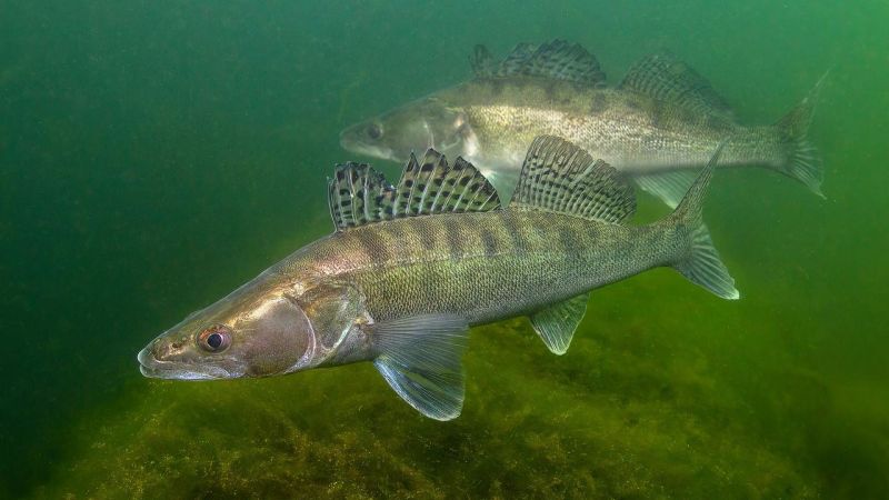 Ouverture de la pêche au sandre