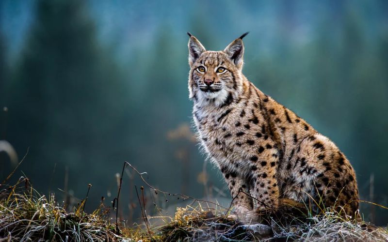 Il était une fois …. un Lynx !