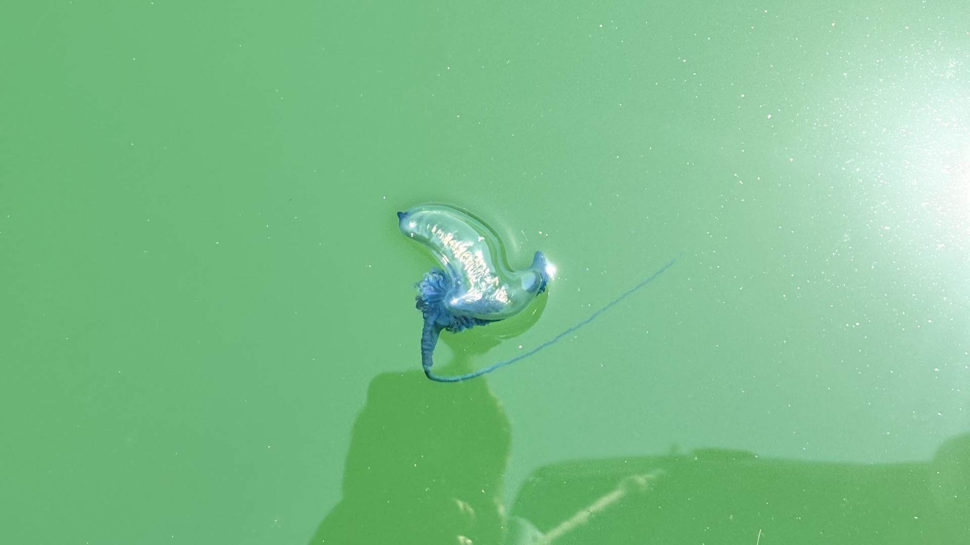 When is the jellyfish season in Puerto Vallarta?