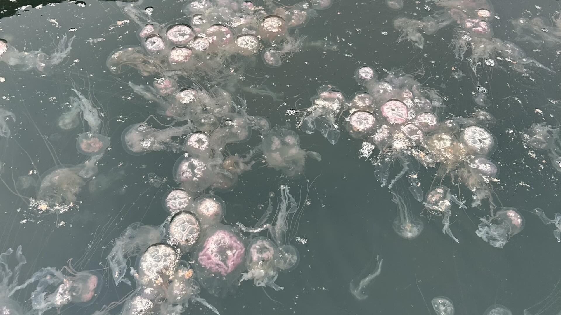 When is the jellyfish season in Puerto Vallarta? 2