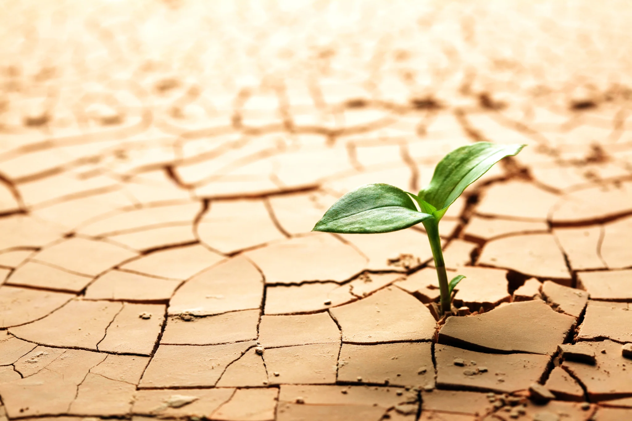 COVID-19 Anxiety & Finding Meaning In the Chaos