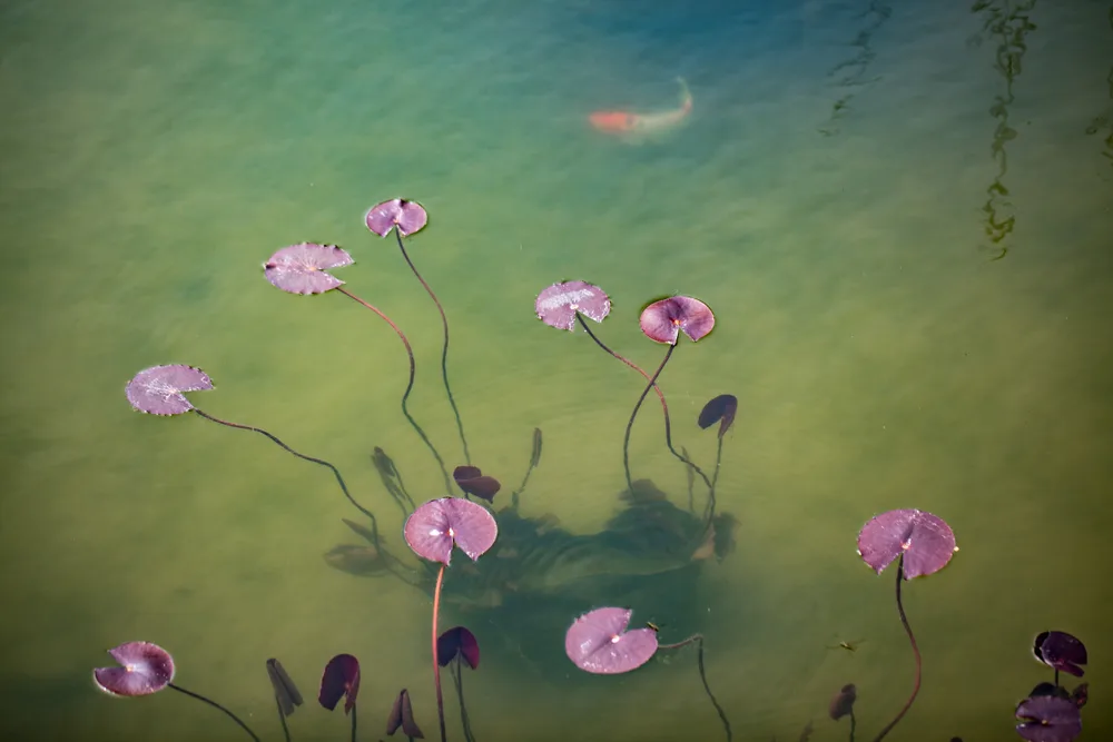 The Wisdom In Problems