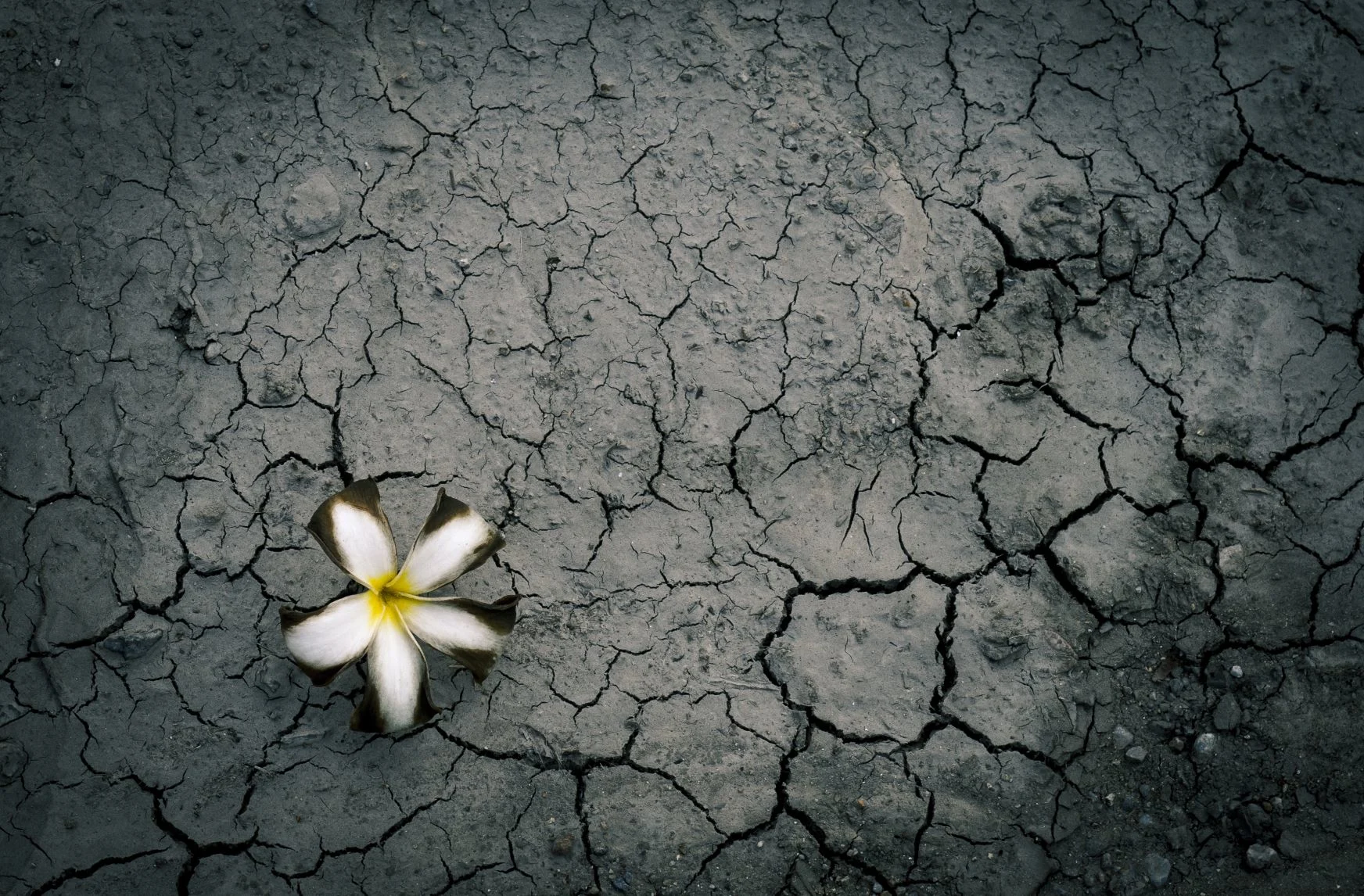 The Age of Coronavirus - Death, Destruction and Nourishment
