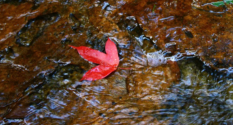 Embracing life's messiness: the path of presence, acceptance and surrender