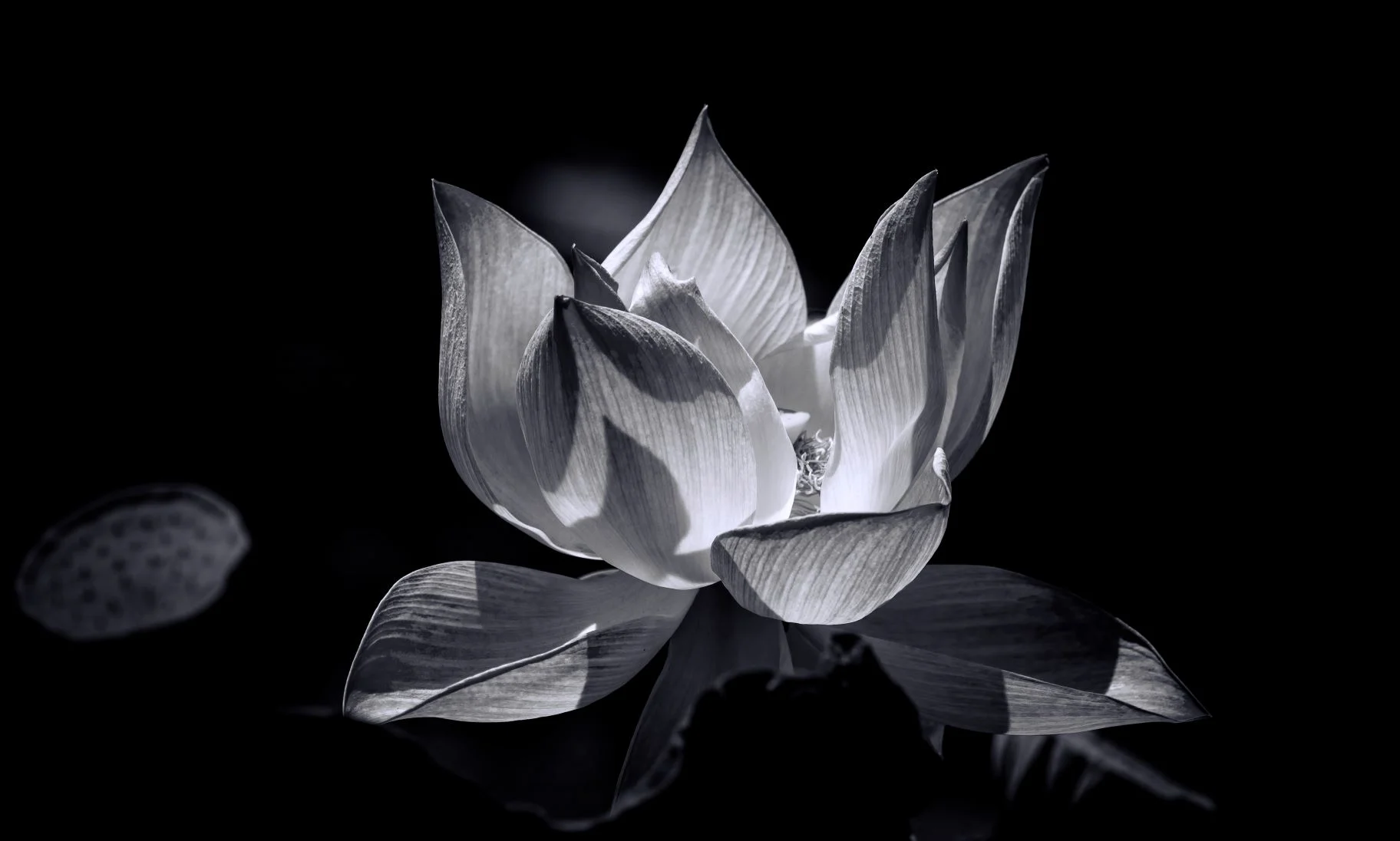 Presence Of Mind: On Mentalization, Mindfulness and No-Mind