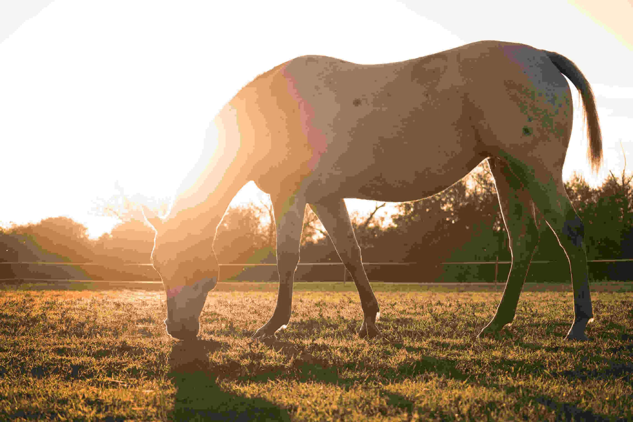Resilience in Equine Assisted Therapy