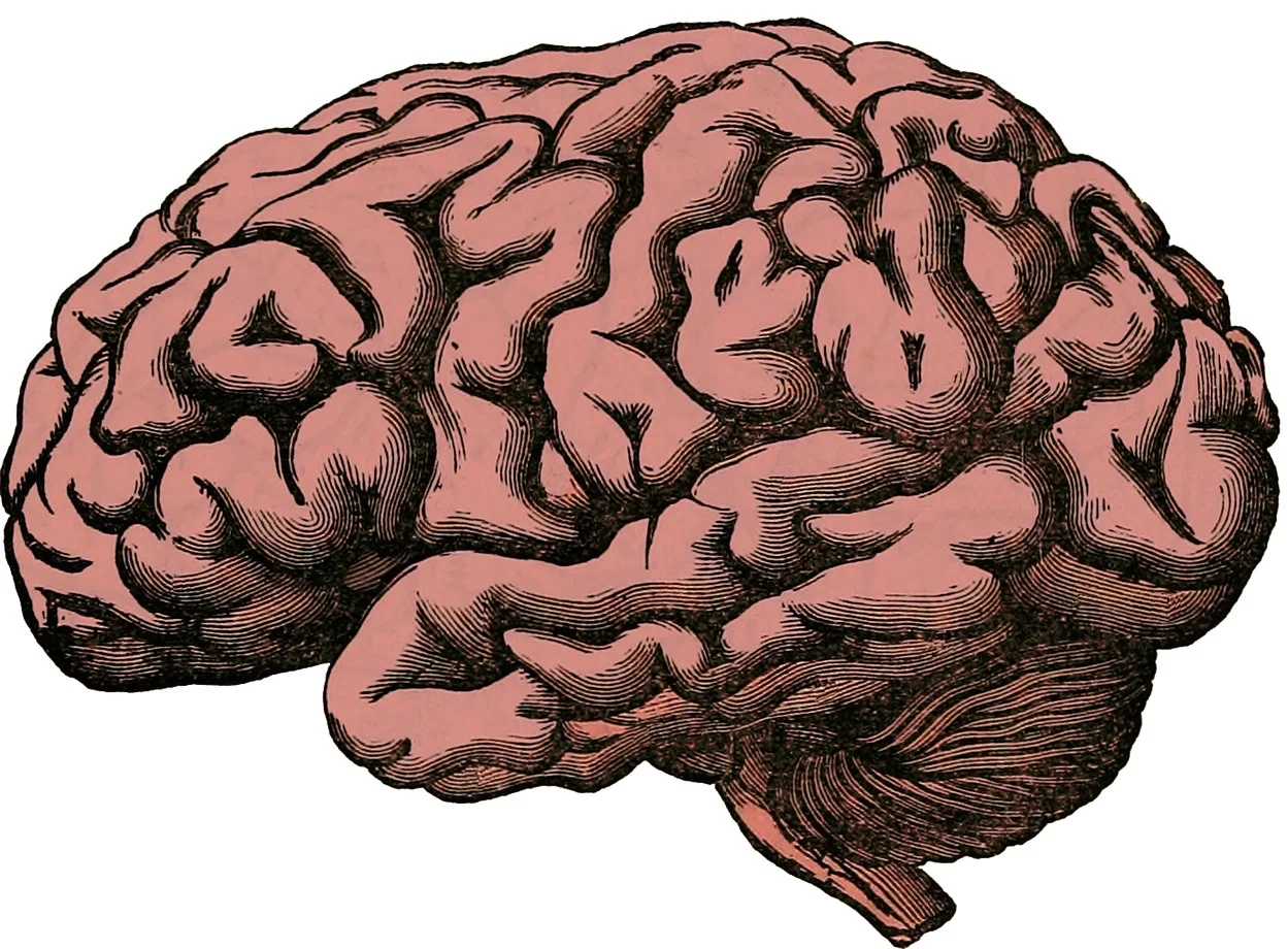 Why do we have Minds?