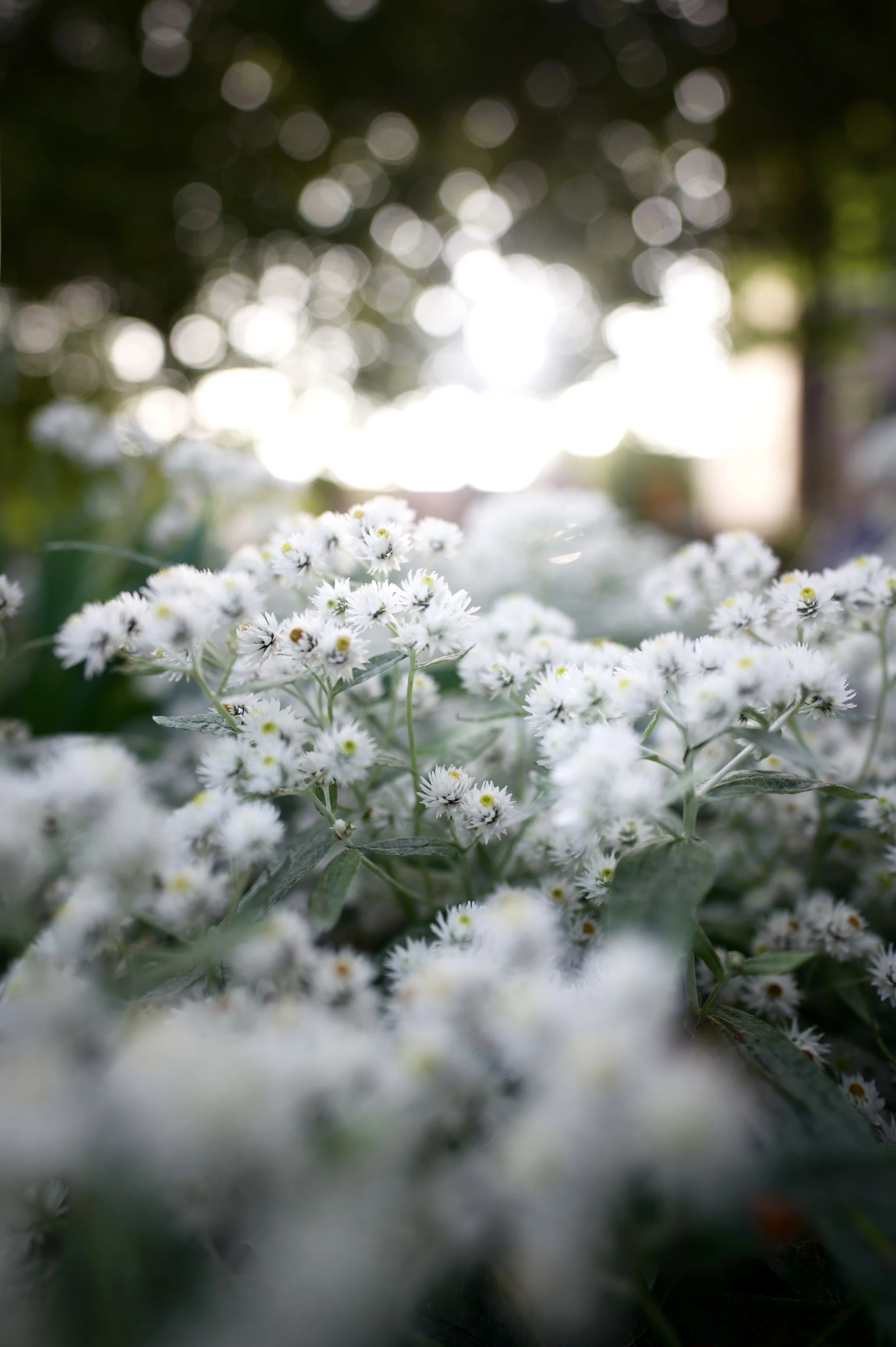 Biophilia: The Innate Human Affiliation with Nature
