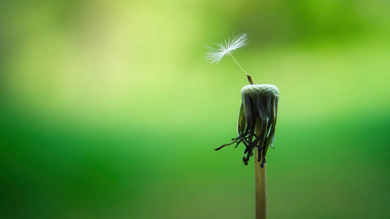 Mindfulness and Counterpoint