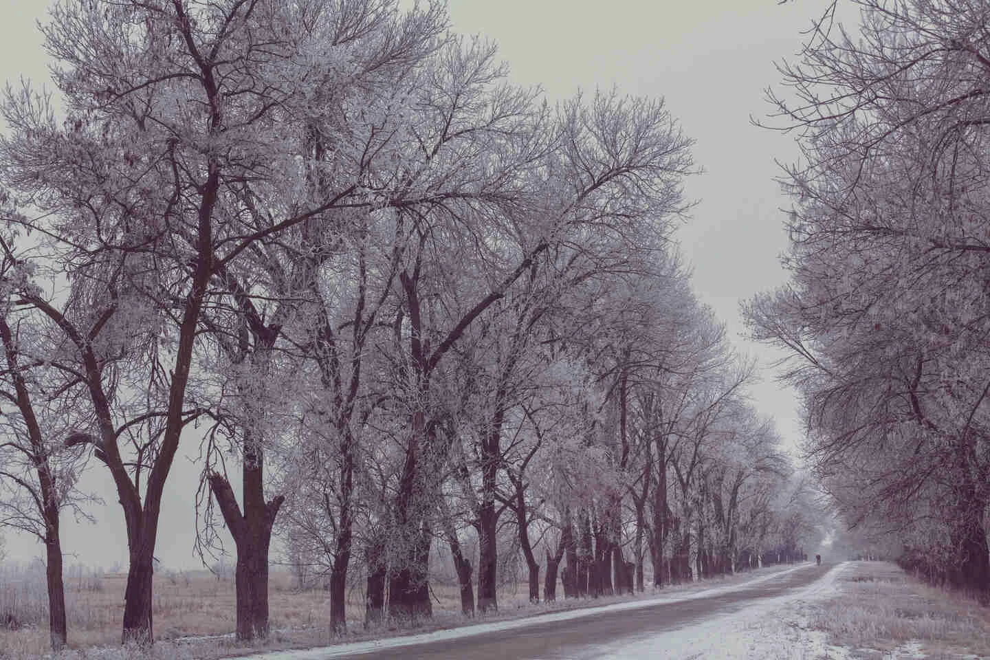 Loneliness: How does it affect our mental and physical health?