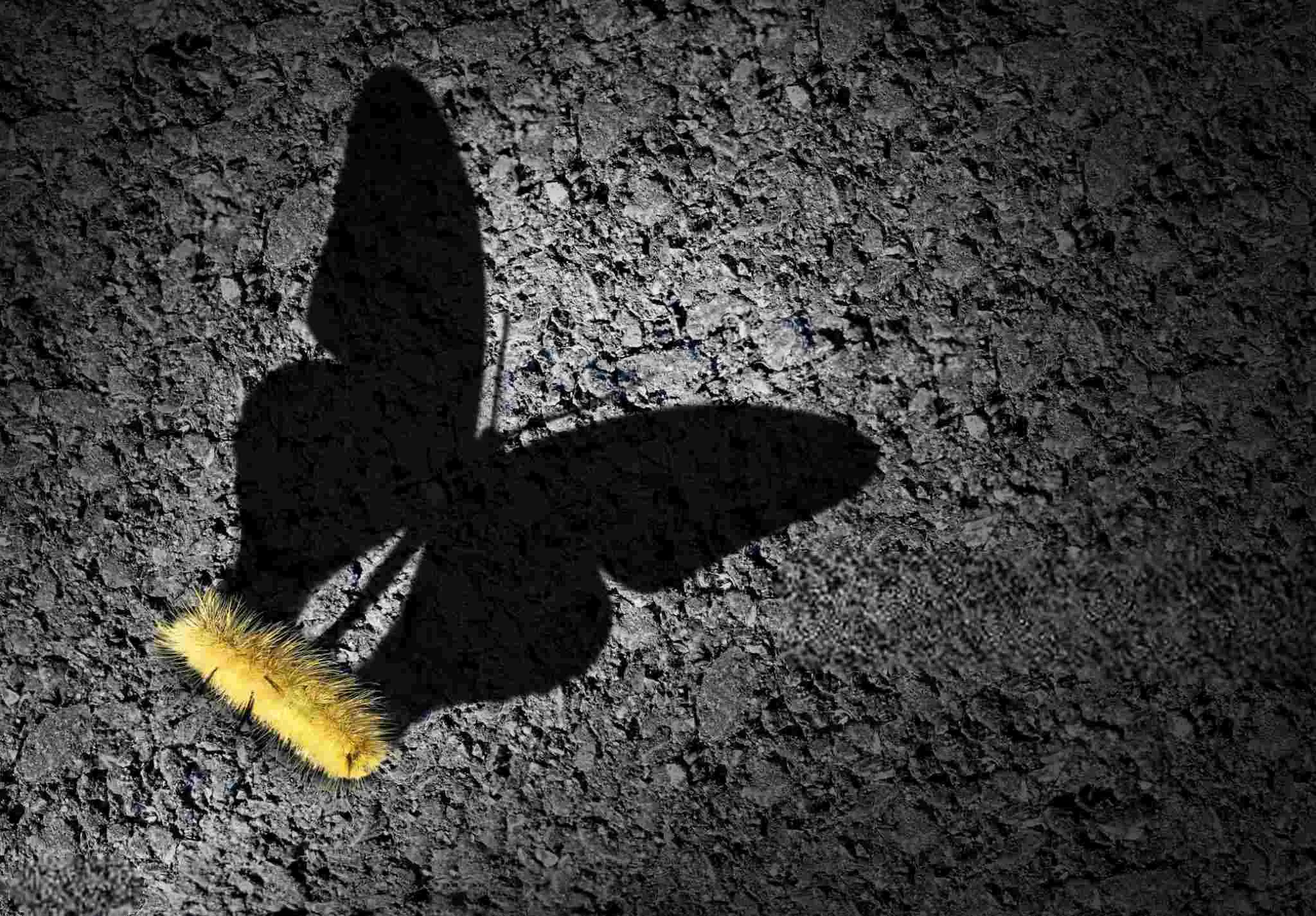 caterpillar with butterfly shadow