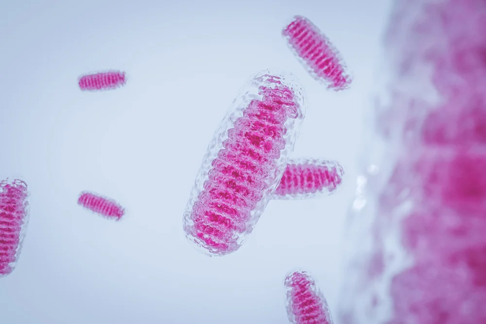 Mitochondria, the essence of cellular life