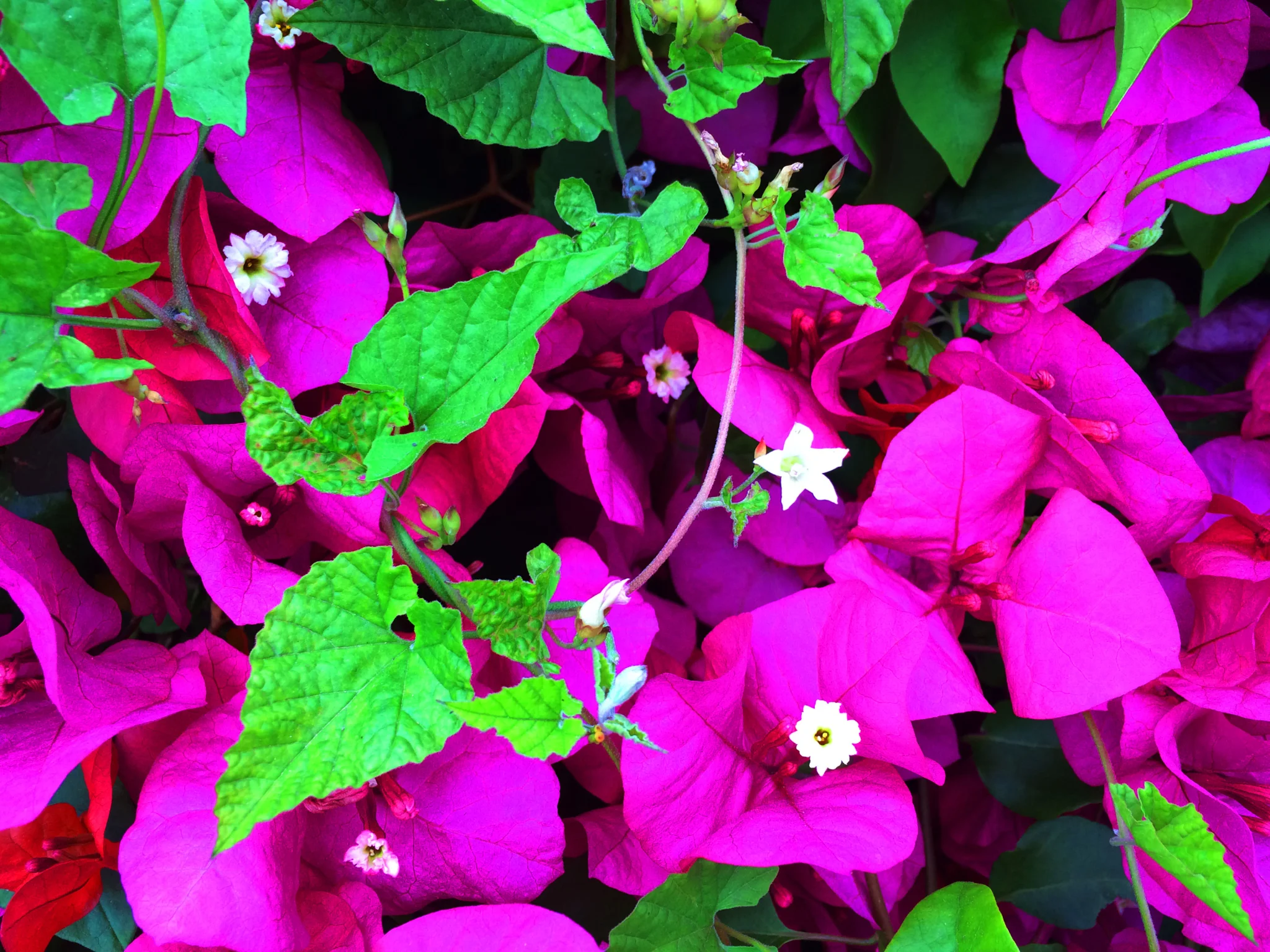 Emotional Healing: The Synergy of IFS Therapy and Matrix Reimprinting