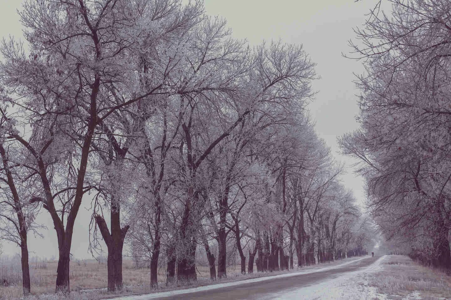 Loneliness: How does it affect our mental and physical health?