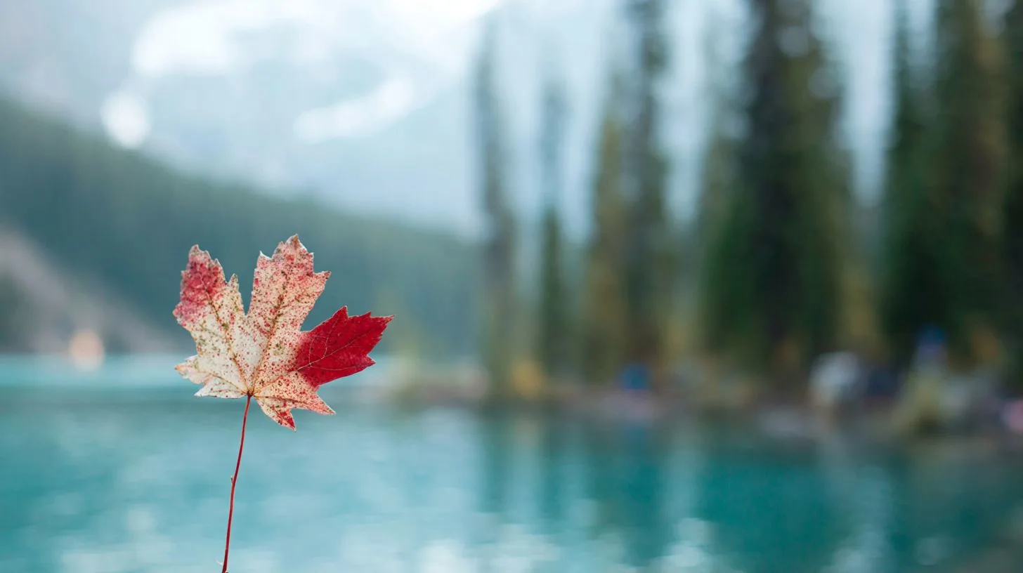 Maple leaf with out of focus lake and forest in background