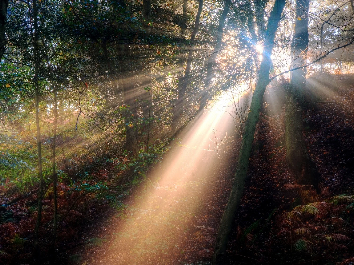 A Guided Hypnotherapy Meditation for Accessing Internal Resources