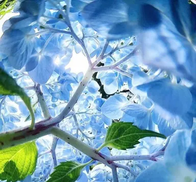 Kentlands Psychotherapy