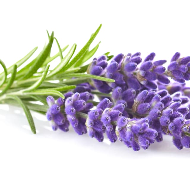 Judy dos Santos - Social worker in private practice