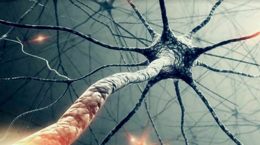 Detailed illustration of a neuron with axon and dendrites, representing neural connections in the study of consciousness and emotion.