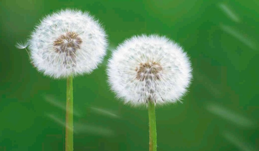 Two dandelion seed heads blowing in the wind, symbolizing the process of letting go and the adaptation of grief.