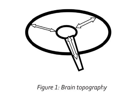 Illustration depicting brain topography, with arrows showing neuronal integration and the arrangement of the cortex around a central core.