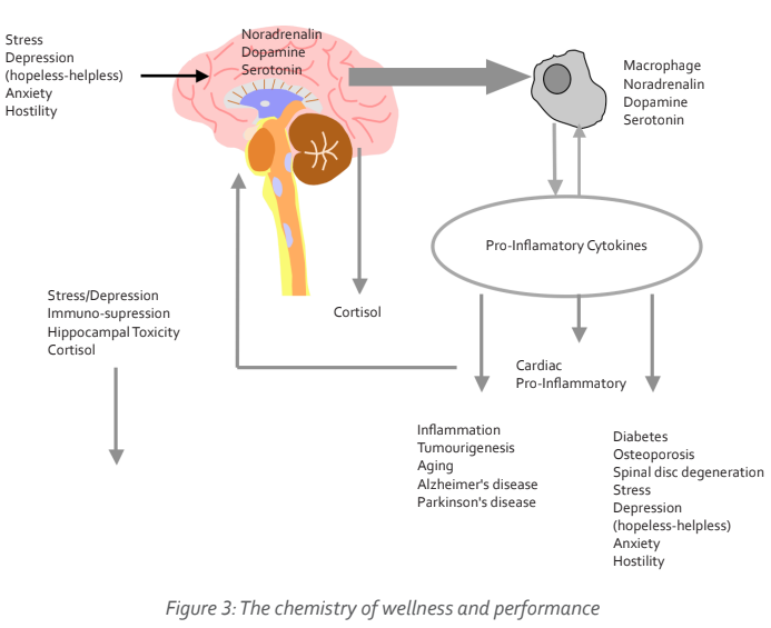 Figure 3 illustrates the complex relationship between brain chemistry and emotional states affecting wellness and performance.