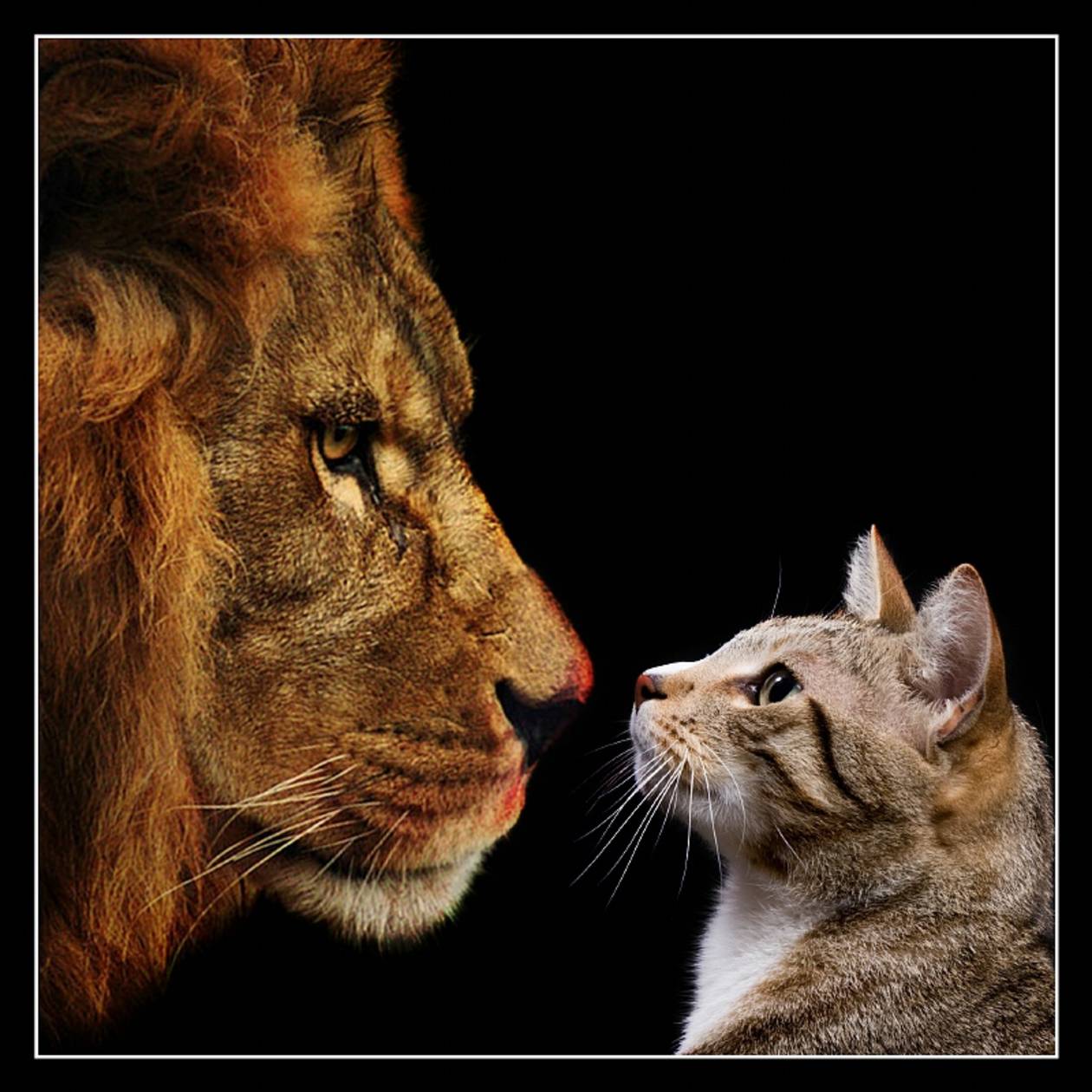 Anger management “How do you transform a raging lion into a purring cat?”