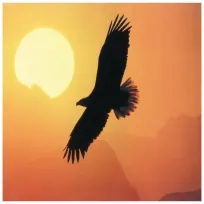 Benjamin R.Tongproviding services inSan Francisco