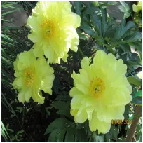 PaulineHurmeproviding services inRedwood Valley