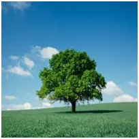 Lone green tree standing on a grassy field under a clear blue sky, symbolizing growth and tranquility in nature.