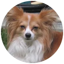 Mercurio Cicchini, BA (Hons); Grad Dip. Psych; M.Psych (Clin), Psychologist (Clinical) and Medicare & Health fund rebates in Perth, Kelmscott, 6111, Australia