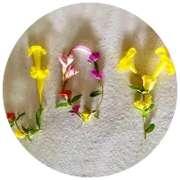 Joy Clarke, BA Soc Wk (Hons) B Th, Registered Social Worker and Imago Relationship Therapist in Cape Town, Edgemead, 7441, South Africa