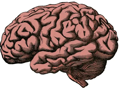 Article image for Why do we have Minds?