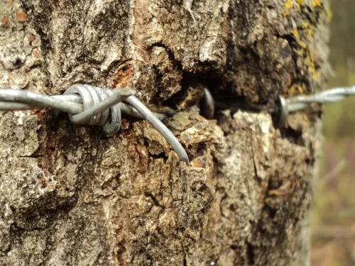 Close-up view of rusted barbed wire embedded in weathered tree bark, illustrating environmental impact.
