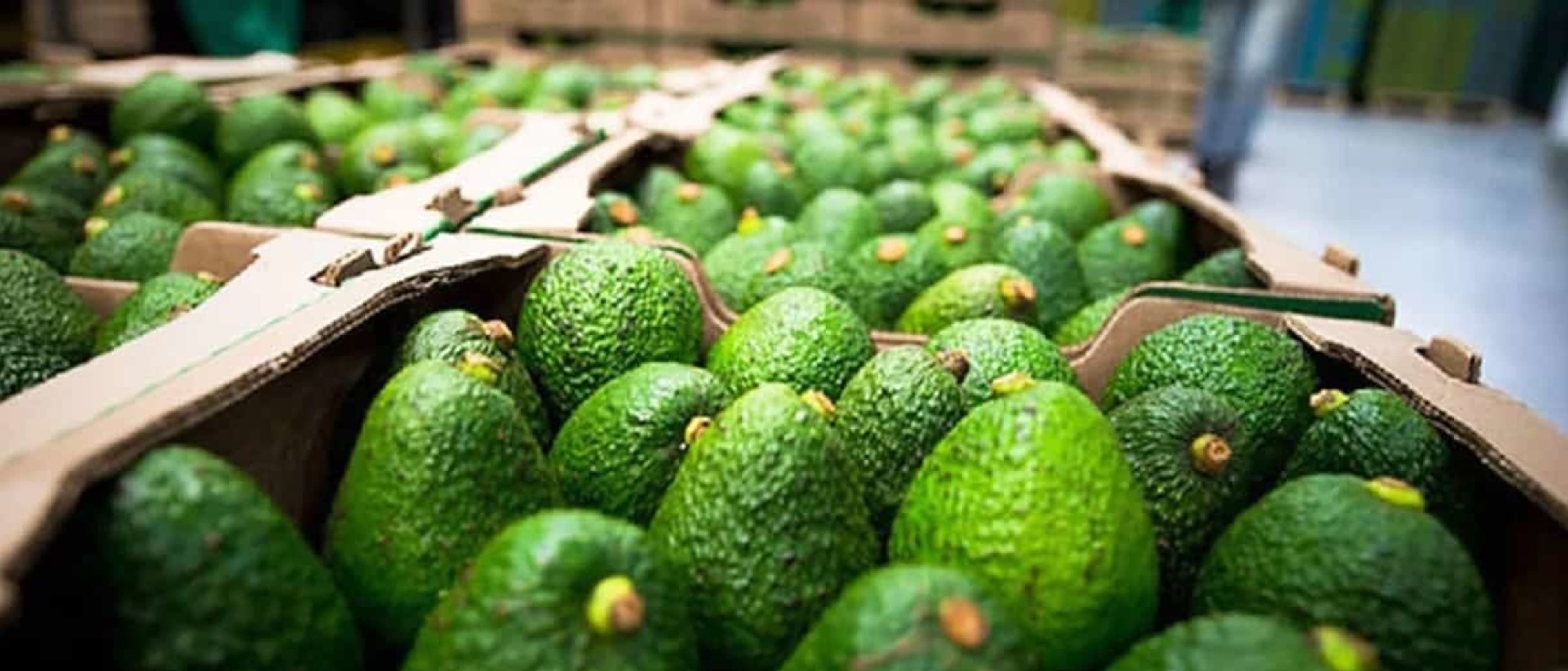CLA para el aguacate: el nuevo requisito laboral que deben cumplir los exportadores
