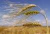 Organic Barley (sproutable) - Image 2 of 0