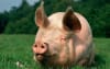 Organic Hog Finisher - 14% protein - Image 1 of 0