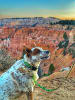 Bryce Canyon Dog Collar - Image 3 of 0
