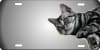 American shorthair cat  personalized novelty license plate - Image 1 of 0