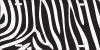 zebra stripes custom car tag Custom License Plates, Personalized License Plates, Decorative License Plates, Front License Plates, Car Tags, airbrush - Image 1 of 0