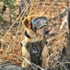 Dog Goggles - Image 2 of 0