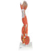 3B Scientific Dissectible Muscled Arm - Image 1 of 0