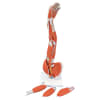 3B Scientific Dissectible Muscled Arm - Image 2 of 0