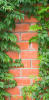 Camouflage Door Murals (Various Designs) - Image 4 of 0