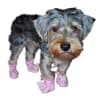 Dog Slippers - Bunny - Image 4 of 0