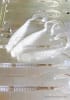 152 Curl Tail Drop Shot Worm - Image 5 of 0