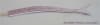 162 Worm - Image 4 of 0