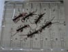 2" Centipede - Image 3 of 0