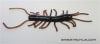 2" Centipede - Image 4 of 0